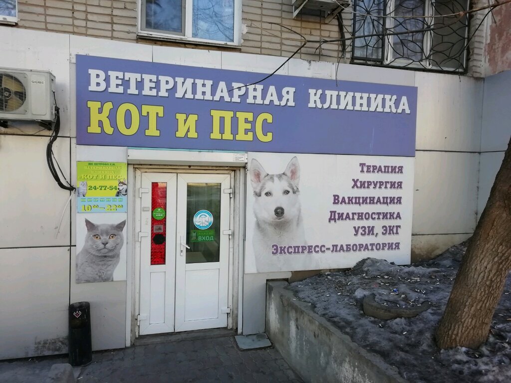 Кот и пёс